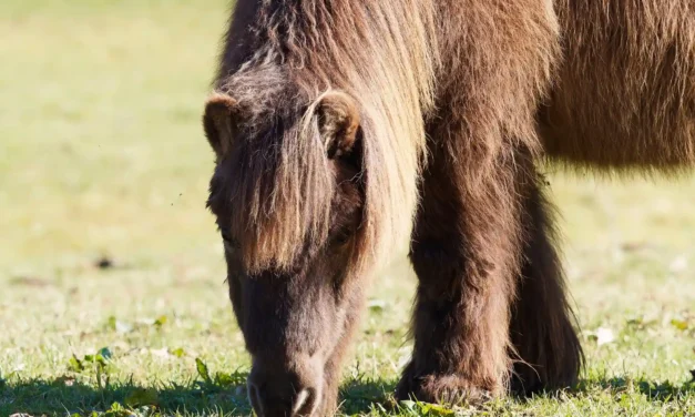 Temperature Management for Senior Horses: Essential Tips & Advice