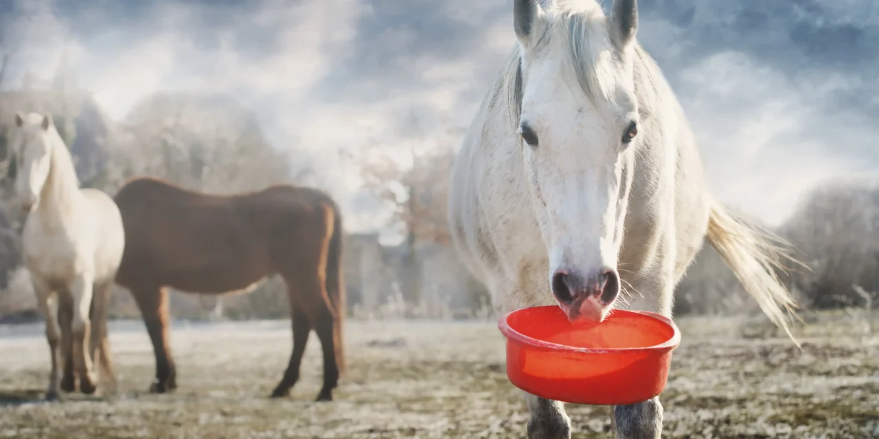 Solving complex tasks with clicker training – an example exercise with a feed trough