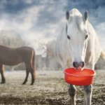 Solving complex tasks with clicker training – an example exercise with a feed trough