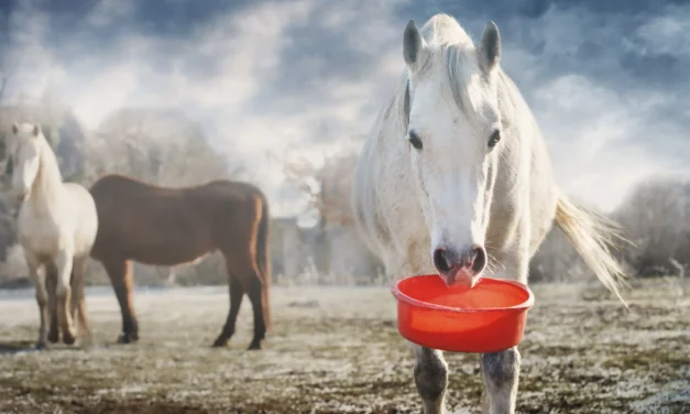 Solving complex tasks with clicker training – an example exercise with a feed trough