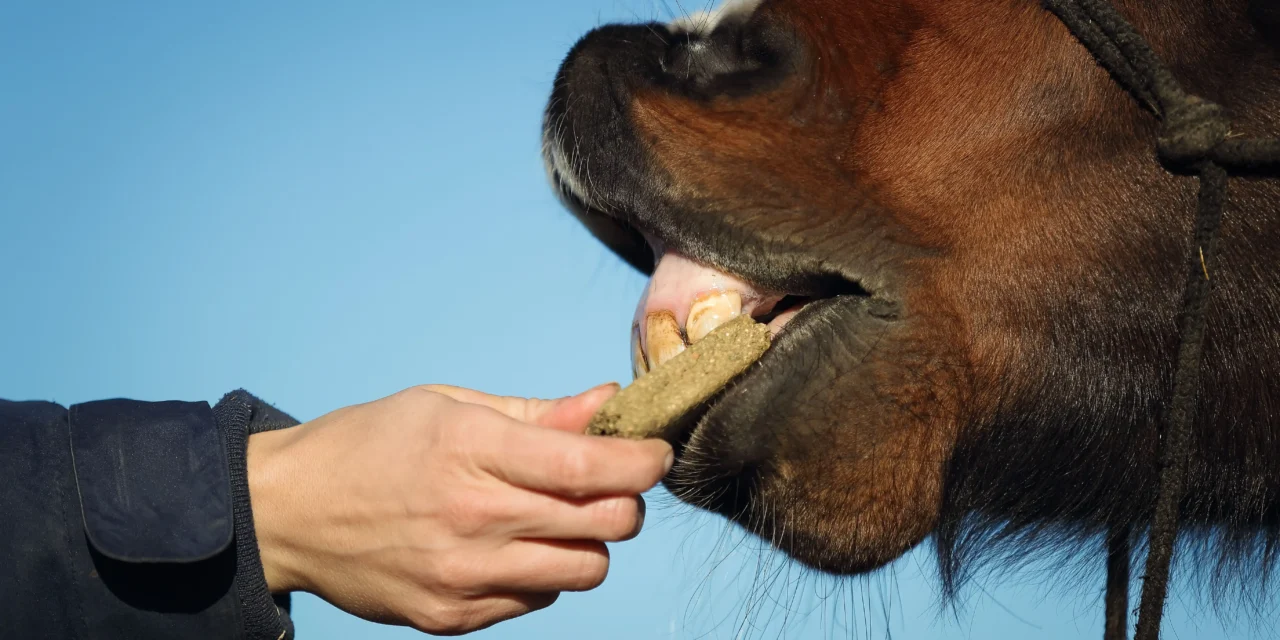 The right reward makes all the difference – treats in clicker training