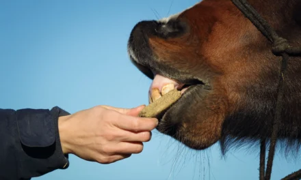 The right reward makes all the difference – treats in clicker training