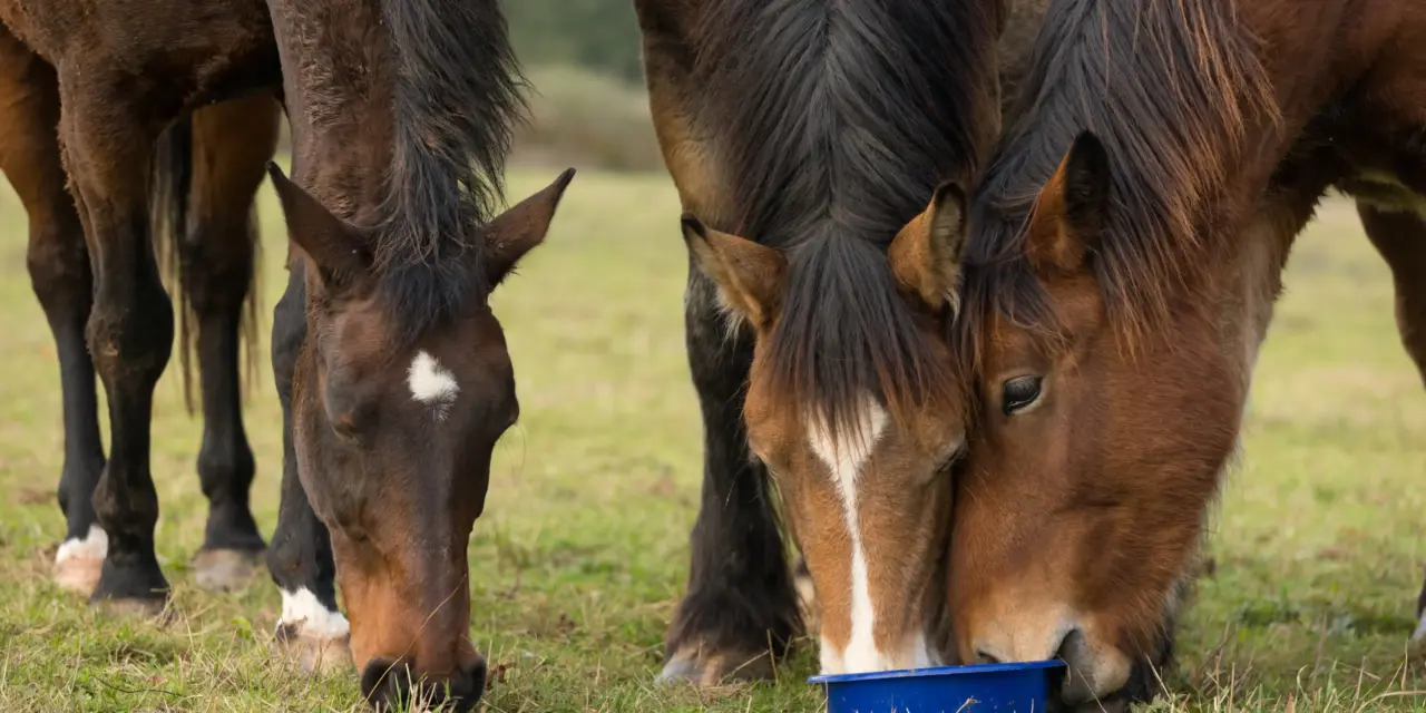 Vitamin A in Horses – Origin, Metabolism, Function, and Requirements