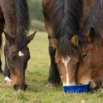 Vitamin A in Horses – Origin, Metabolism, Function, and Requirements