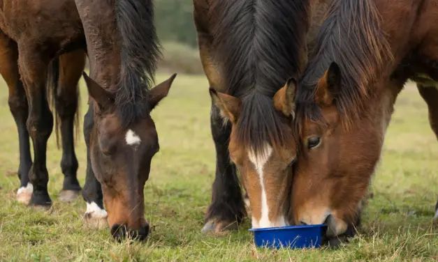 Vitamin A in Horses – Origin, Metabolism, Function, and Requirements