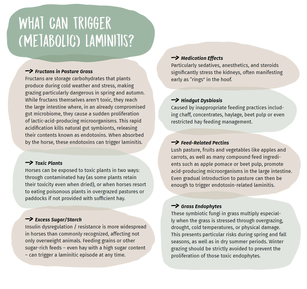 What can trigger (metabolic) laminitis?