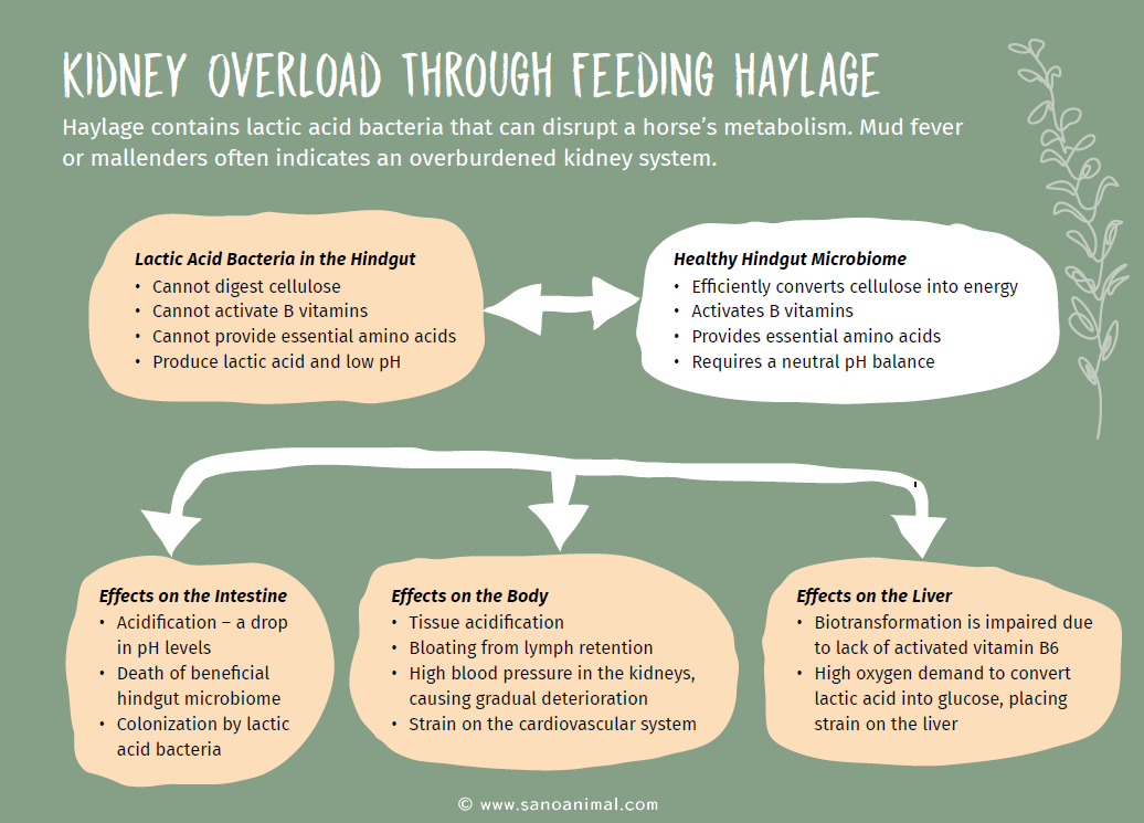 kidney overload through feeding haylage