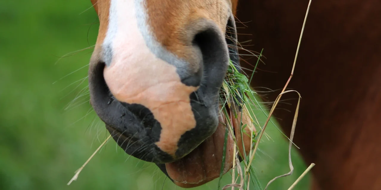 Assessing the correct body condition in horses