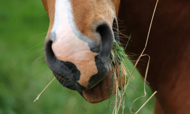 Assessing the correct body condition in horses