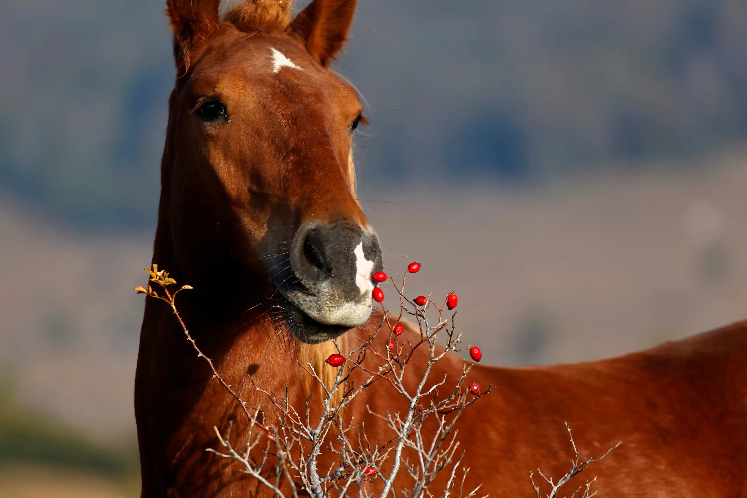 Horse eats rose hips from a bush