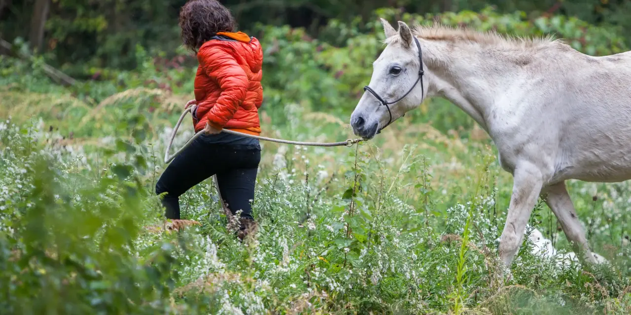 Young horses out and about: building confidence off the yard without carrying a rider