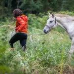 Young horses out and about: building confidence off the yard without carrying a rider