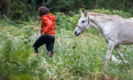 Young horses out and about: building confidence off the yard without carrying a rider