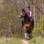 Out of the arena: Why sport horses need to hack out