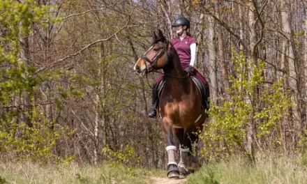 Out of the arena: Why sport horses need to hack out