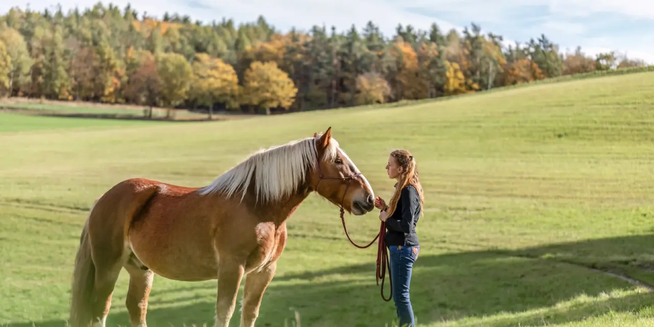Calmness starts before leaving the yard: preparing your horse for stress-free hacks