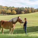 Calmness starts before leaving the yard: preparing your horse for stress-free hacks
