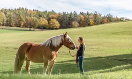 Calmness starts before leaving the yard: preparing your horse for stress-free hacks