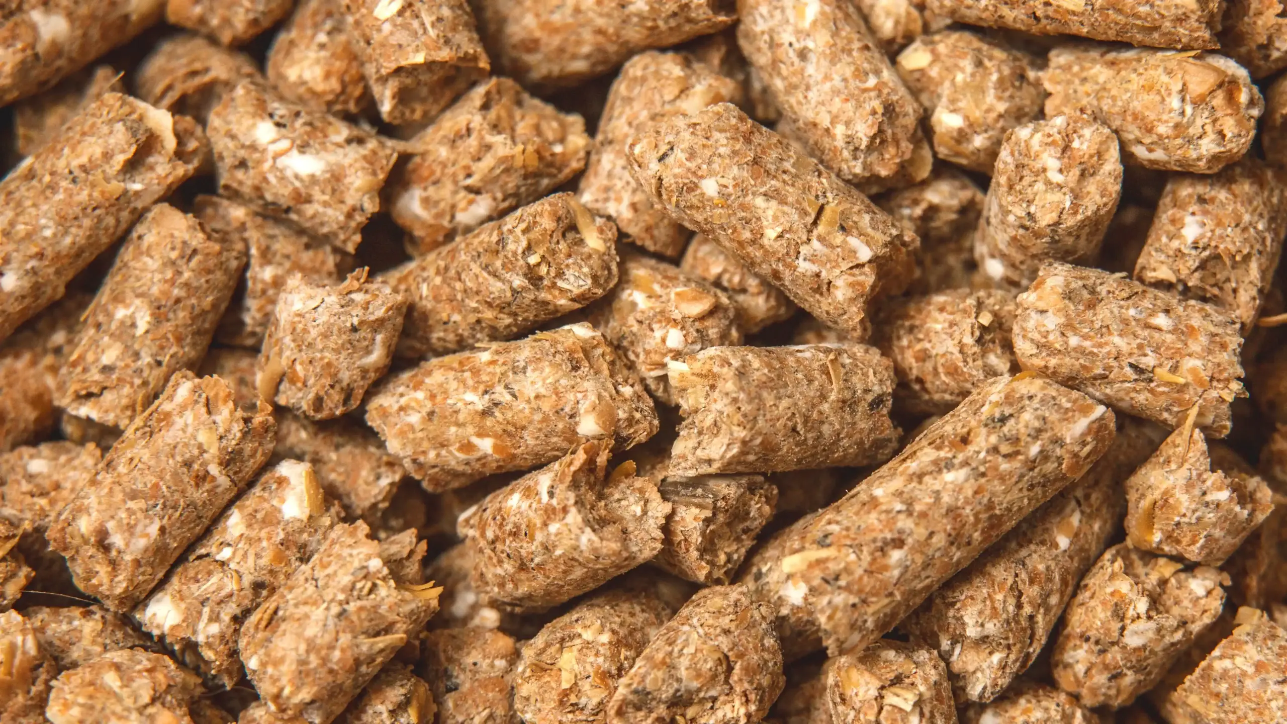 Close-up of feed pellets 