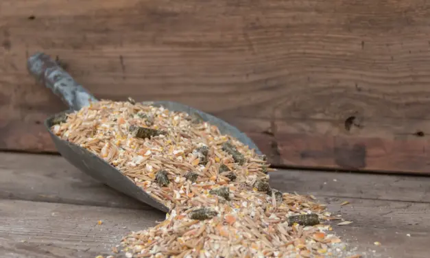 Additives in horse feed: Nasty chemicals or necessary helpers?