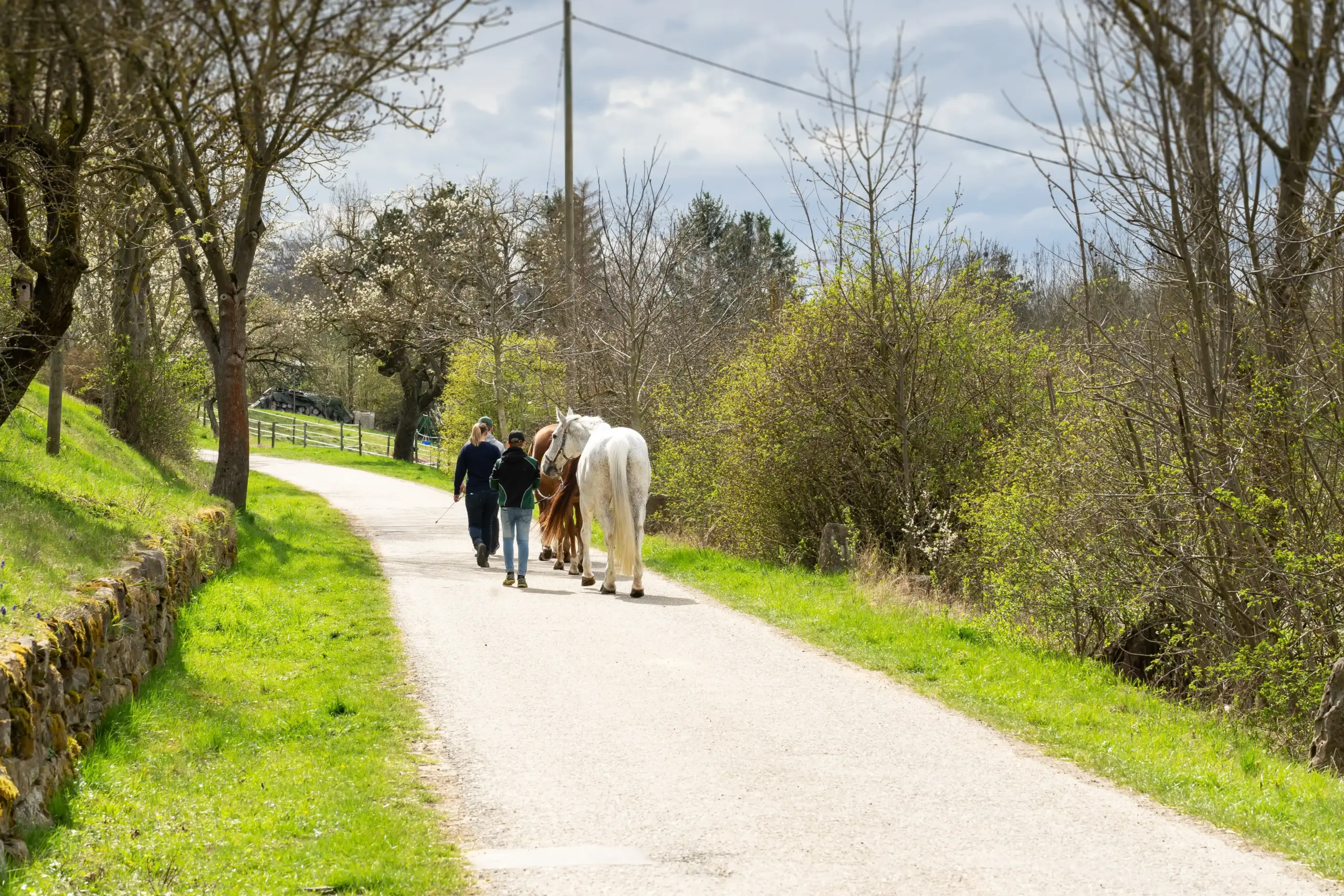A group of horses enjoying a countryside walk together