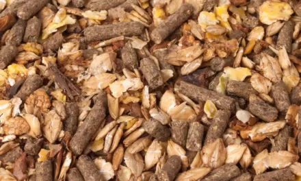 Composition Revealed: These Are the Ingredients Truly Found in Horse Feed
