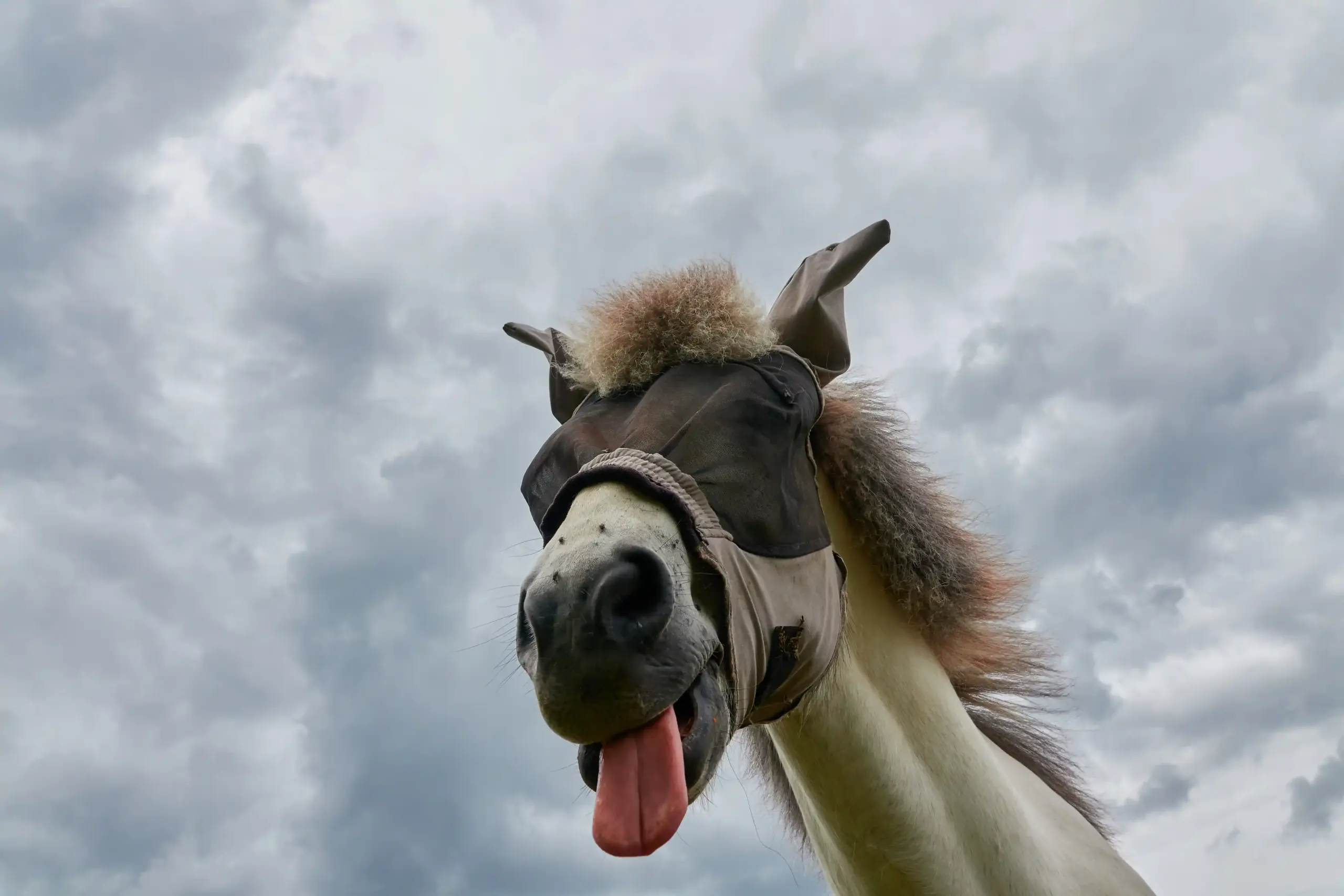 Horse in fly mask sticking out tongue