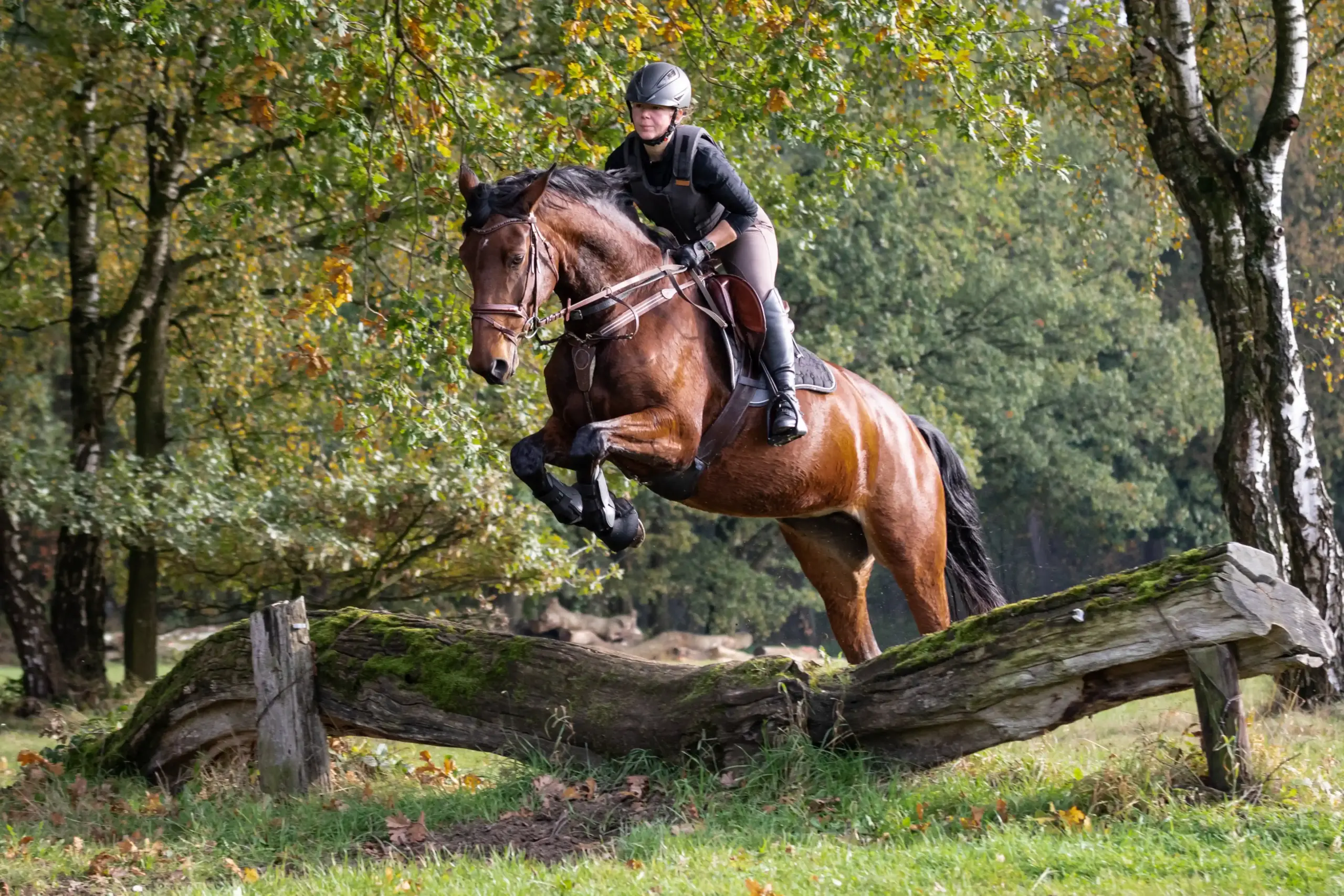 A horse in the countryside jumping over a log 