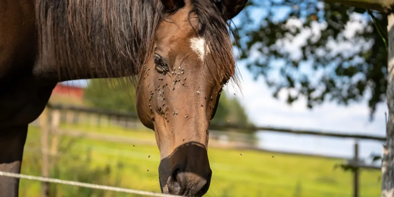 Keep insects at bay: clever stable management and the right nutrition