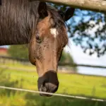 Keep insects at bay: clever stable management and the right nutrition