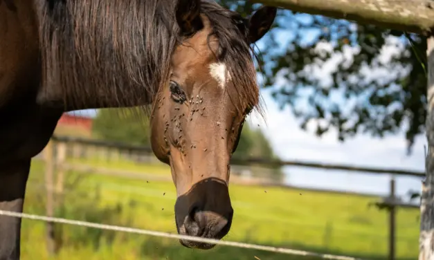 Keep insects at bay: clever stable management and the right nutrition