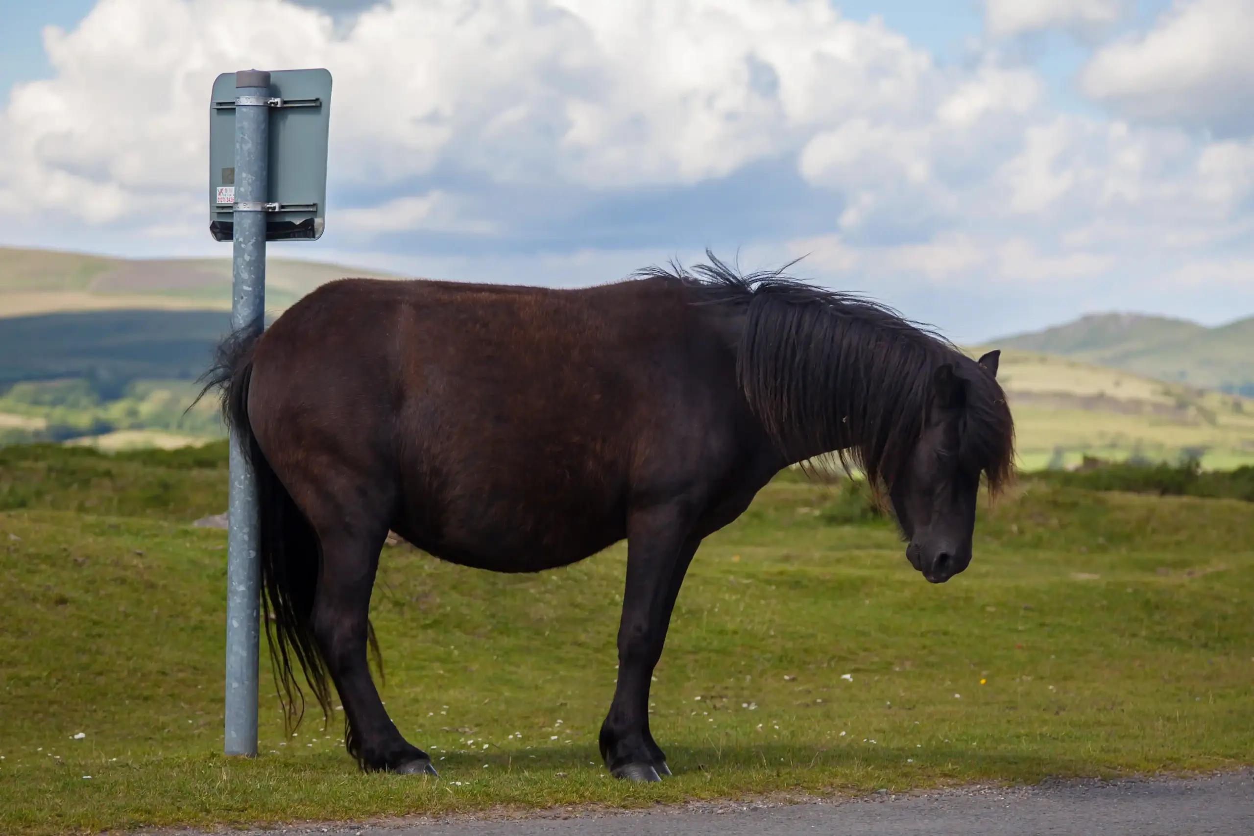 Horse rubbing its rear against a road sign post