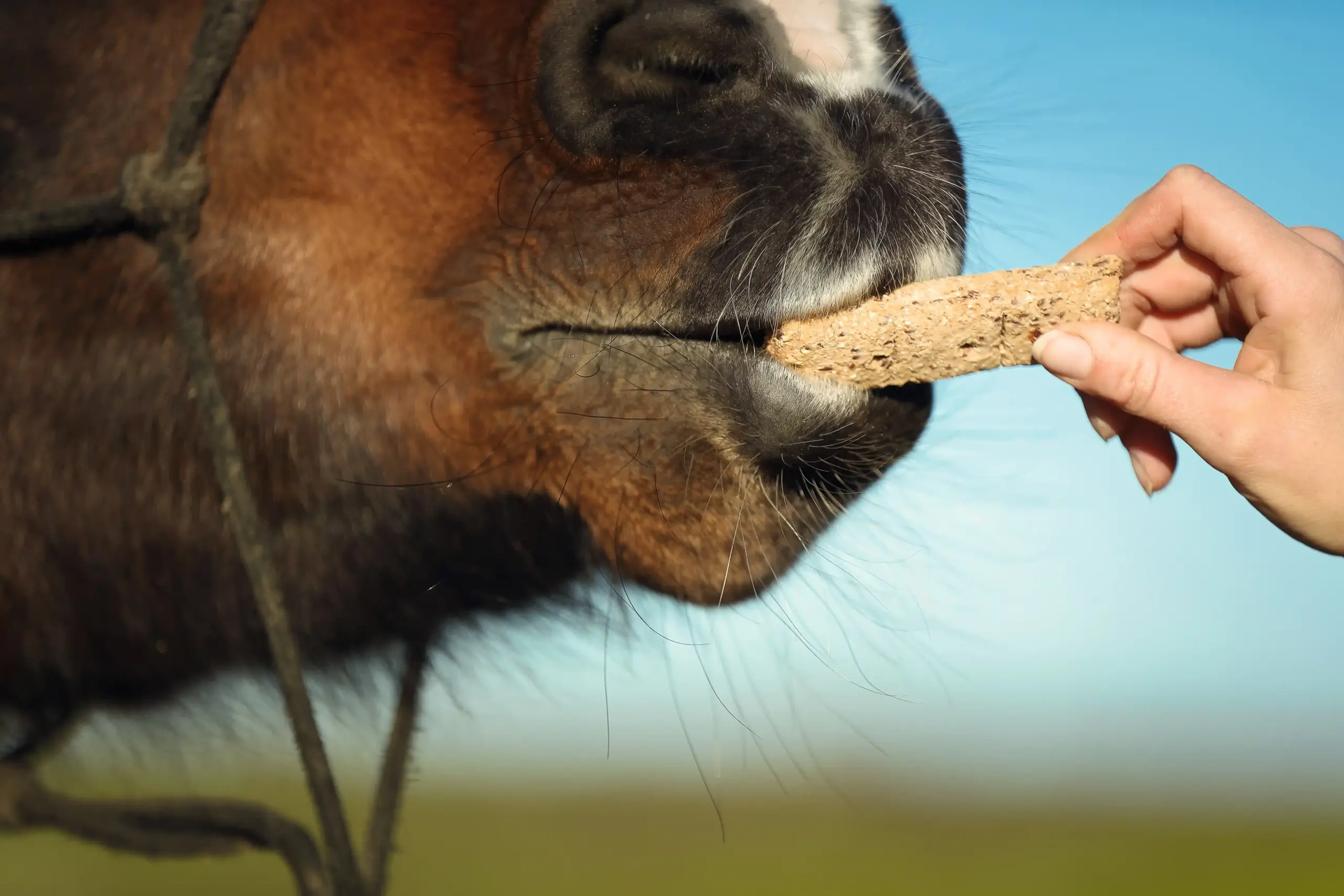 Horse being given a treat (close-up view)
