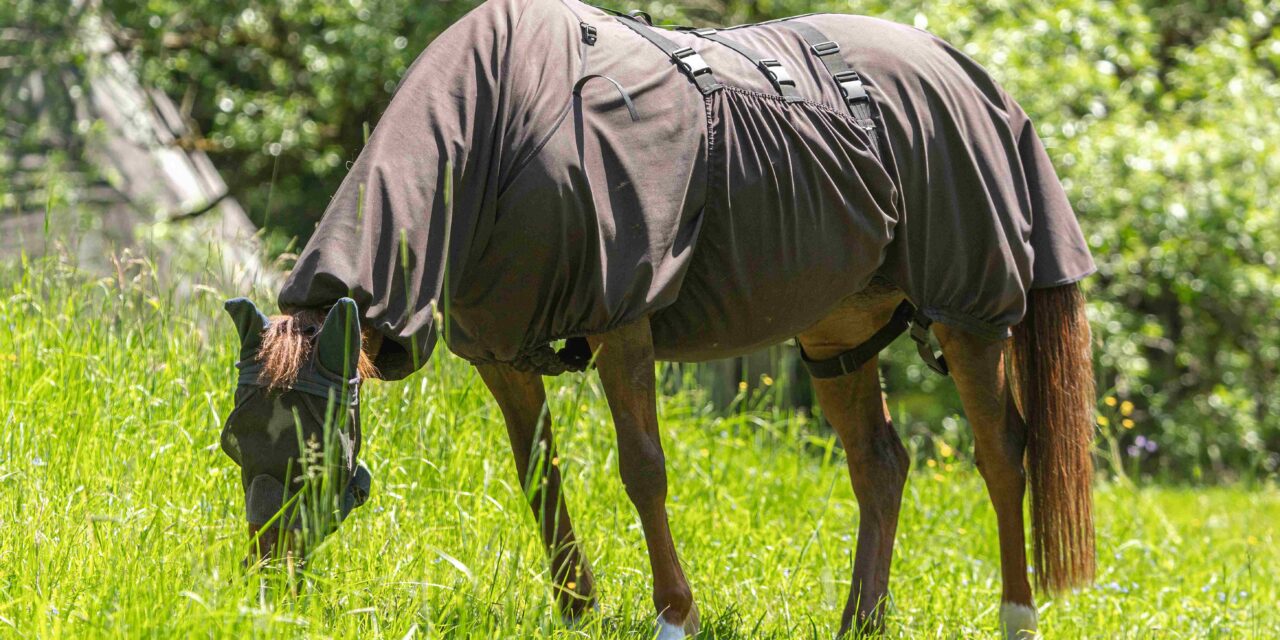 Choosing the Right Fly Sheet: The Ultimate Guide for Horse Owners