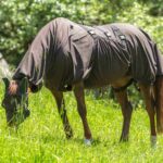 Choosing the Right Fly Sheet: The Ultimate Guide for Horse Owners