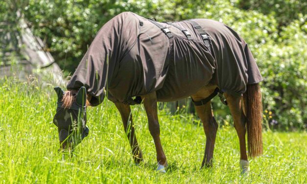 Choosing the Right Fly Sheet: The Ultimate Guide for Horse Owners