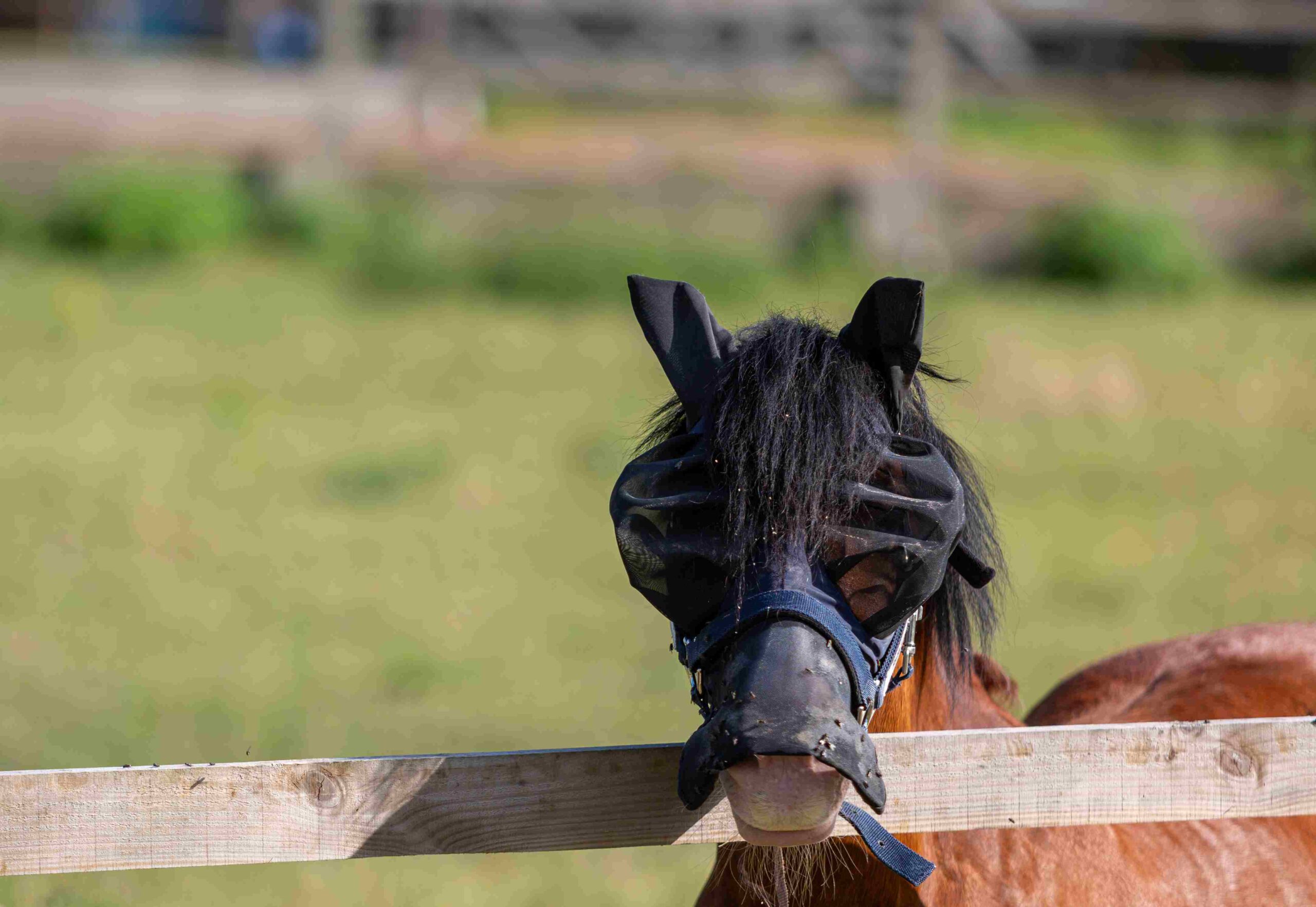 Horse wearing a fly sheet in the pasture