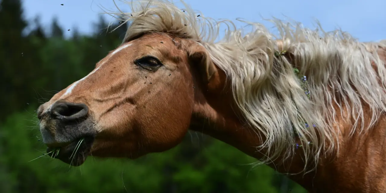 Natural insect protection in horses: How evolution helps protect our four-legged companions