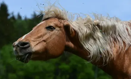Natural insect protection in horses: How evolution helps protect our four-legged companions