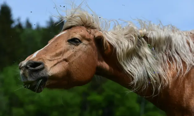 Natural insect protection in horses: How evolution helps protect our four-legged companions