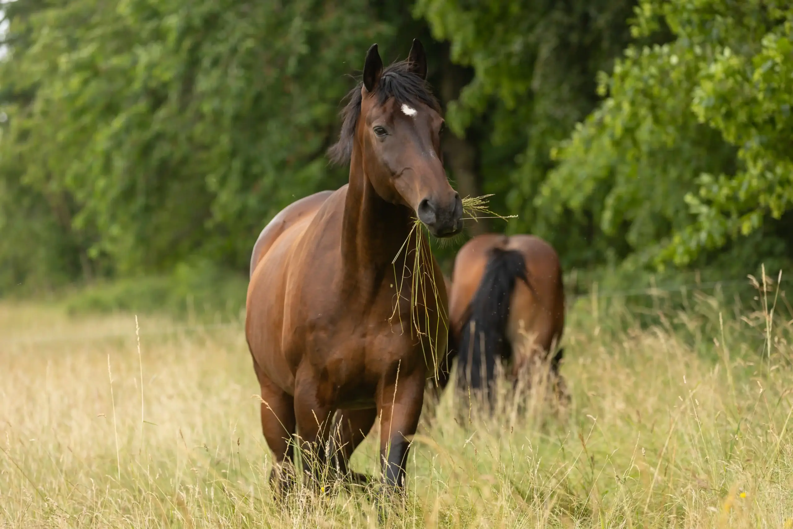 Horse in the pasture with a tuft of grass in its mouth