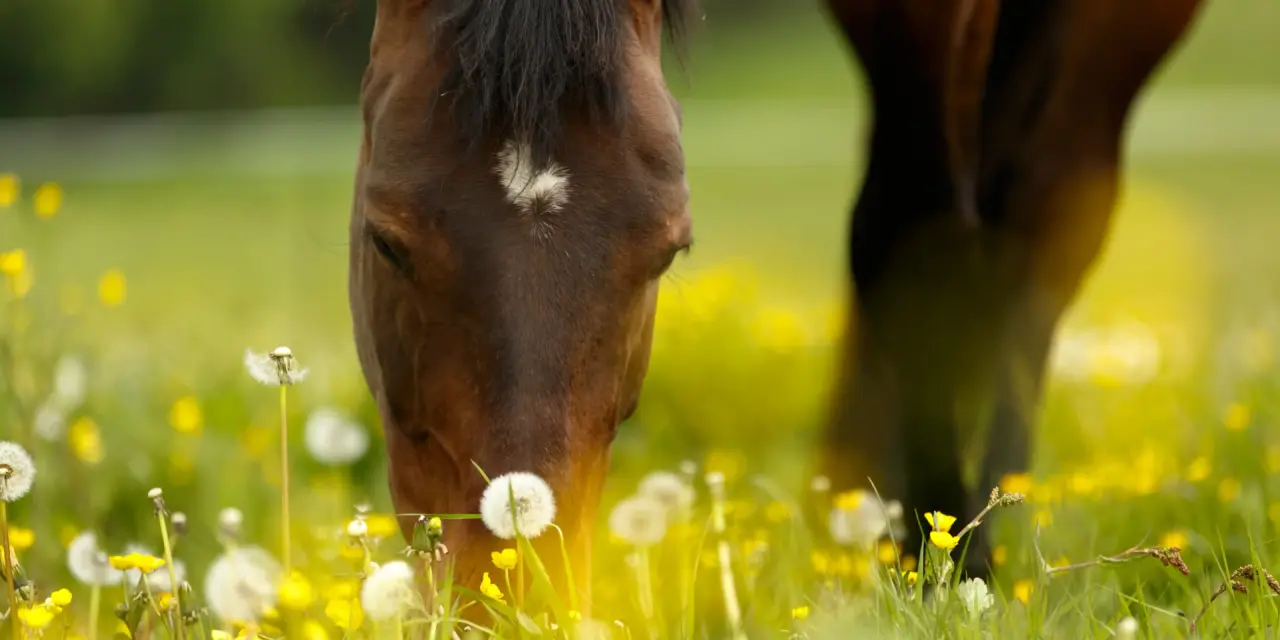 Sugar levels in grass – when do they become a problem?