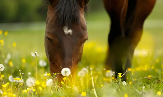 Sugar levels in grass – when do they become a problem?