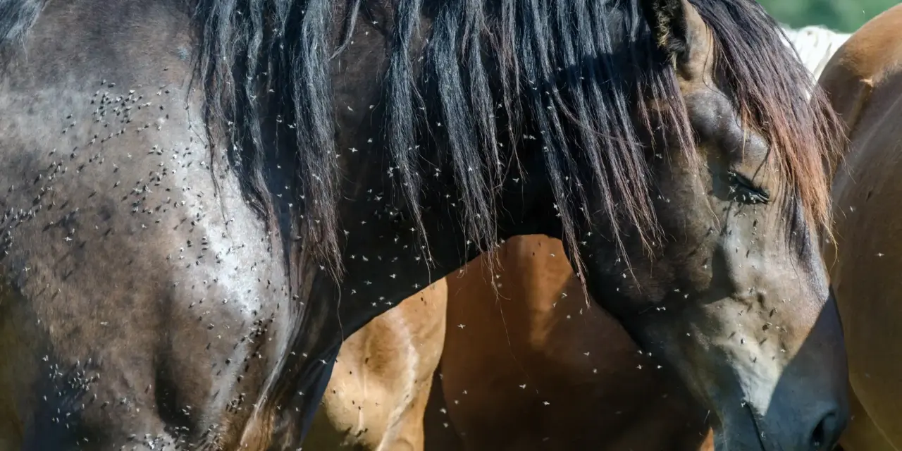 Insects and Horses: More Than Just a Nuisance – The Hidden Health Risks