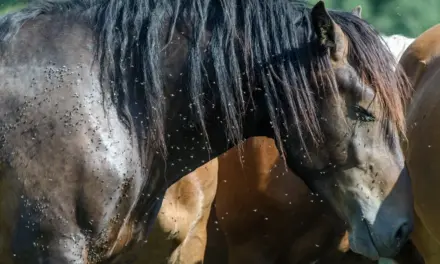Insects and Horses: More Than Just a Nuisance – The Hidden Health Risks