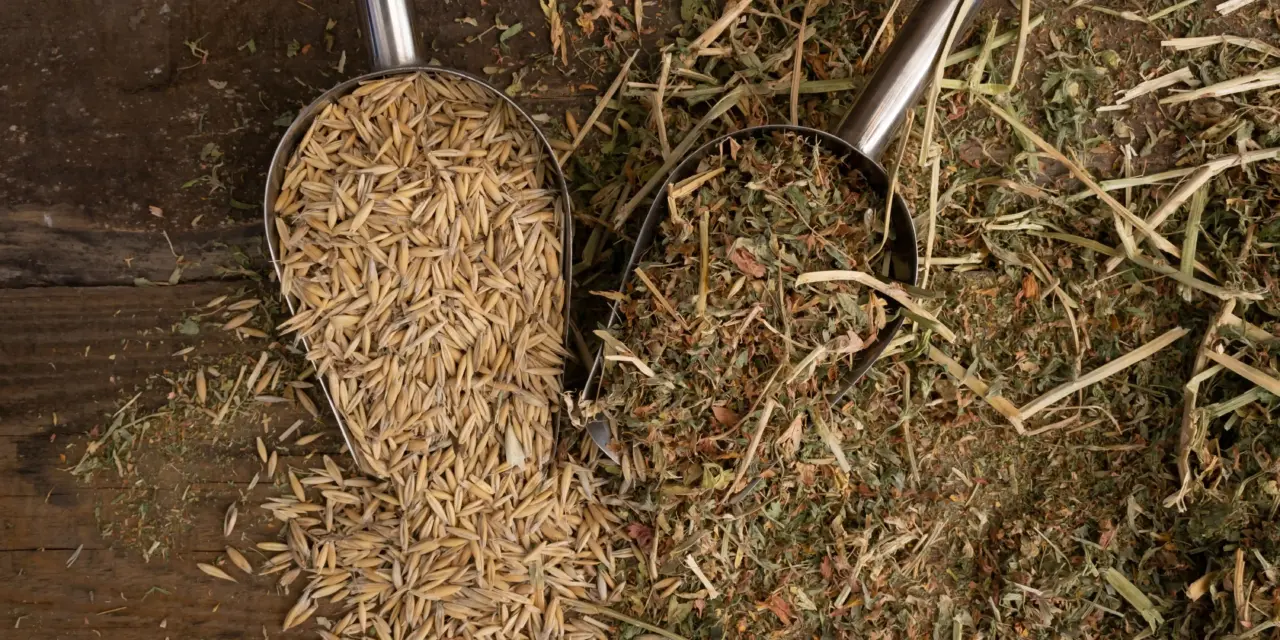 Uncovering feed myths: recognising quality horse feed