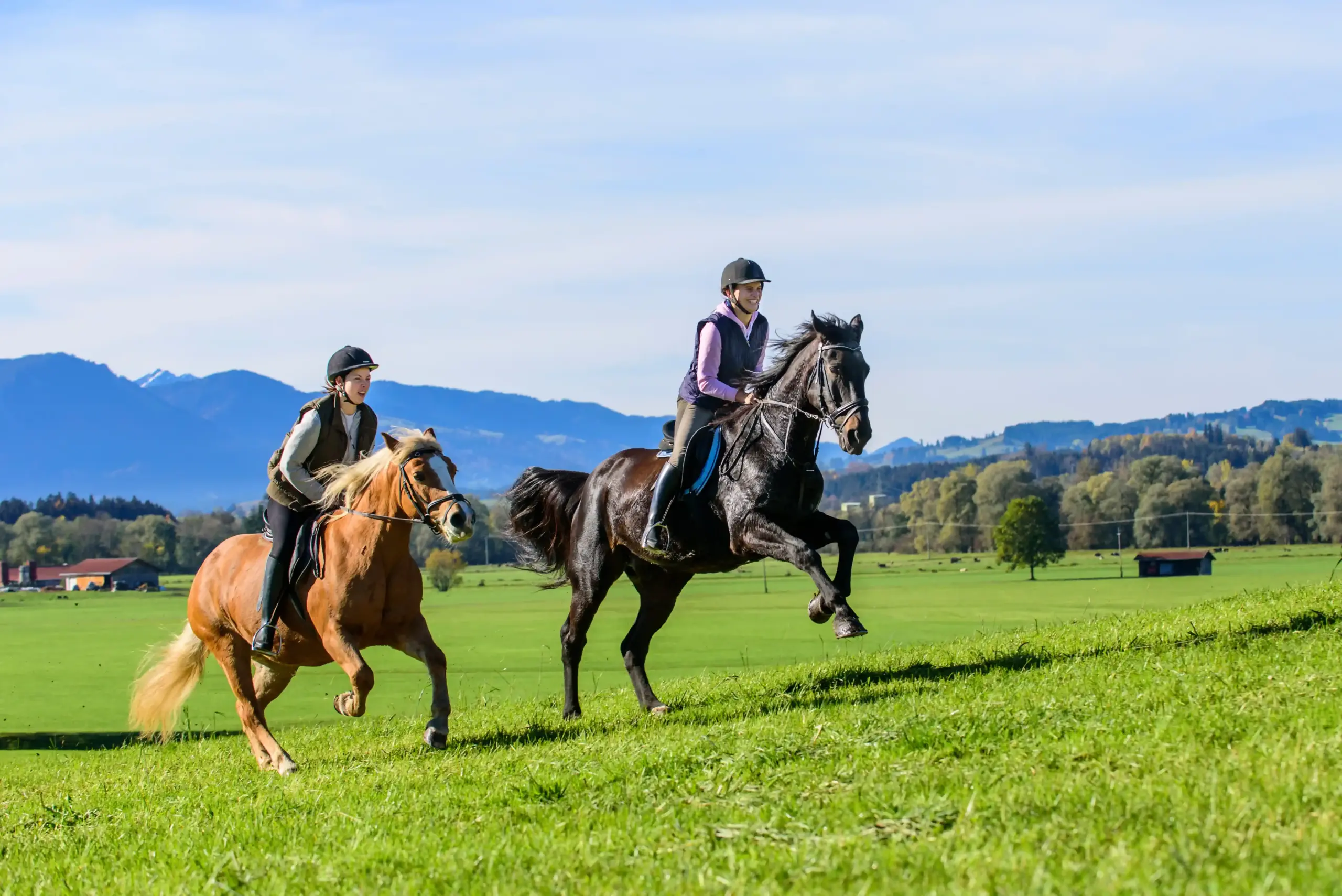 Two horses canter up a hill