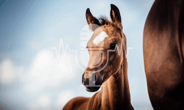 Podcast #2 –  Weaning Foals: Gentle, Stress-Free and Natural – How to Ensure a Healthy Start into Young Horse Life