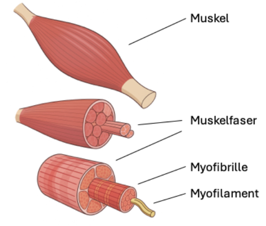 Schematic illustration of muscle structure