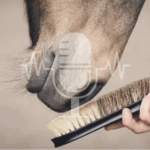 Podcast #1 – Autumn Coat Change in Horses: What Happens in the Body and How You Can Provide Targeted Support